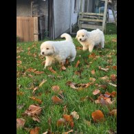 Tatra Mountain Sheepdogs