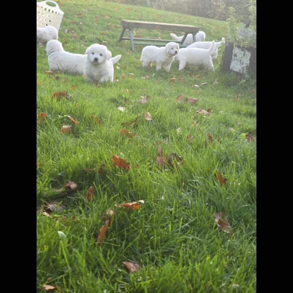 Tatra Mountain Sheepdogs