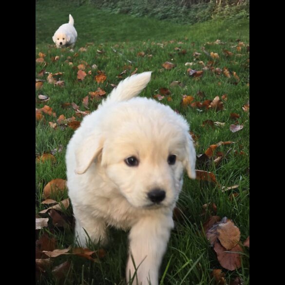 Tatra Mountain Sheepdogs