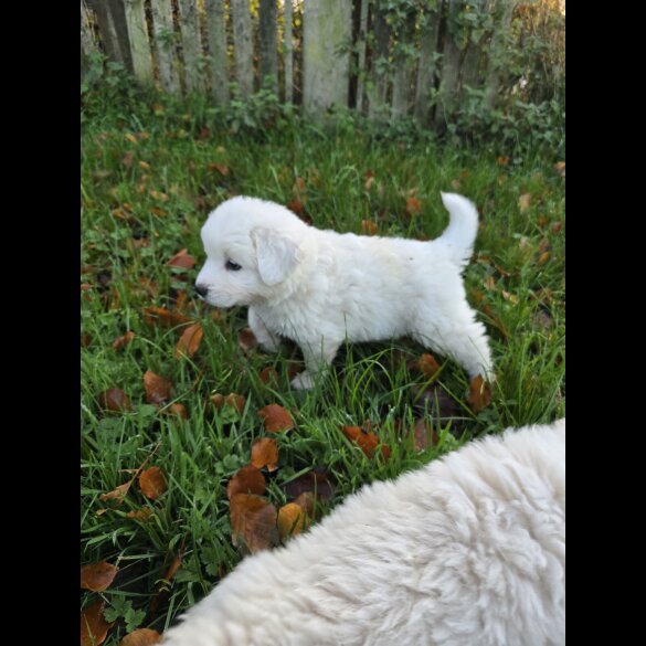 Tatra Mountain Sheepdogs