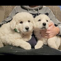 Tatra Mountain Sheepdogs