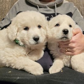 Tatra Mountain Sheepdogs