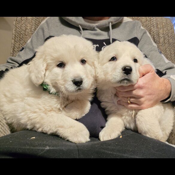 Tatra Mountain Sheepdogs