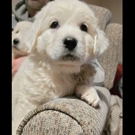 Tatra Mountain Sheepdogs