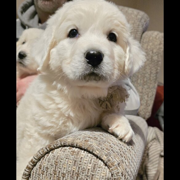 Tatra Mountain Sheepdogs
