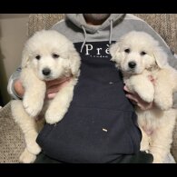 Tatra Mountain Sheepdogs