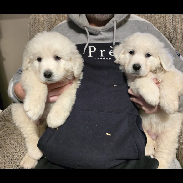 Tatra Mountain Sheepdogs