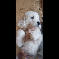 Tatra Mountain Sheepdogs