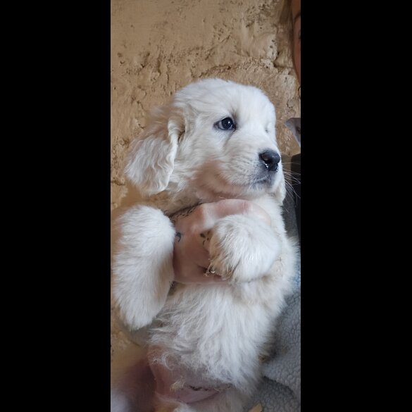 Tatra Mountain Sheepdogs