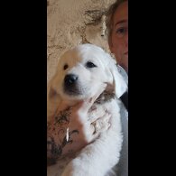 Tatra Mountain Sheepdogs