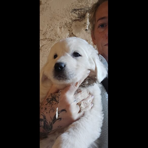 Tatra Mountain Sheepdogs