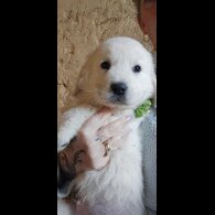 Tatra Mountain Sheepdogs