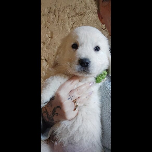 Tatra Mountain Sheepdogs