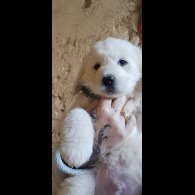 Tatra Mountain Sheepdogs