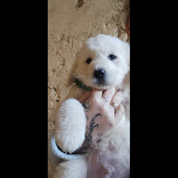 Tatra Mountain Sheepdogs