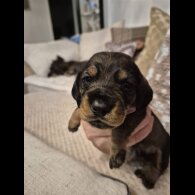 Dachshund (Wire Haired)