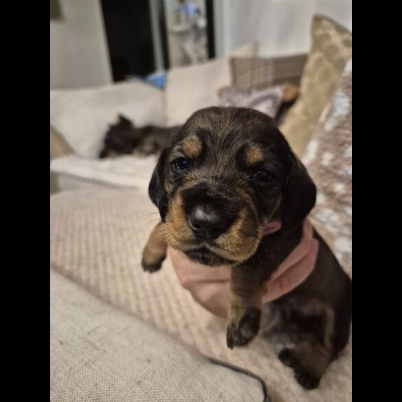 Dachshund (Wire Haired)