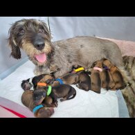 Dachshund (Wire Haired)