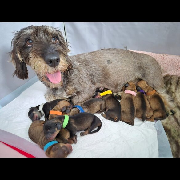 Dachshund (Wire Haired)