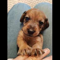Dachshund (Wire Haired)