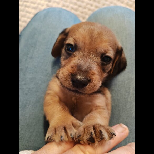 Dachshund (Wire Haired)