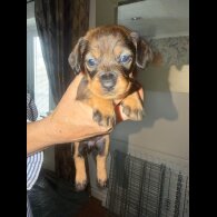 Dachshund (Wire Haired)