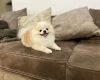 Pomeranian