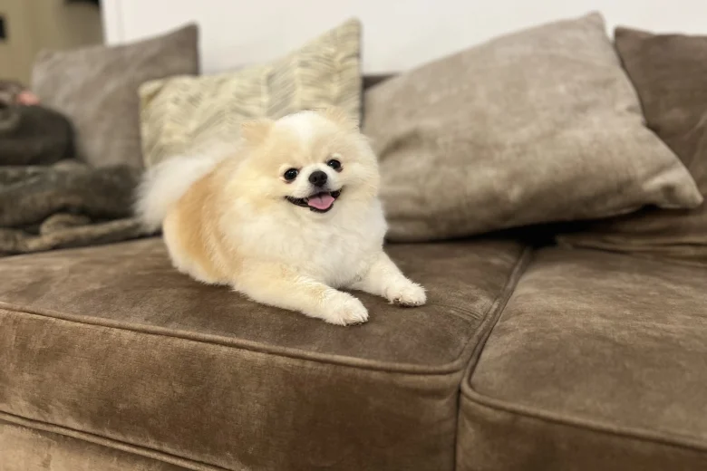 Pomeranian