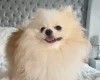 Pomeranian