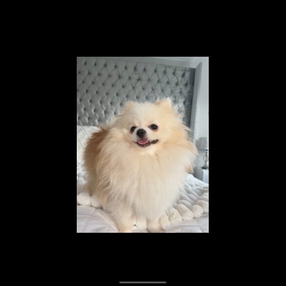 Pomeranian