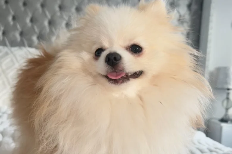 Pomeranian
