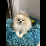 Pomeranian