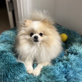 Pomeranian