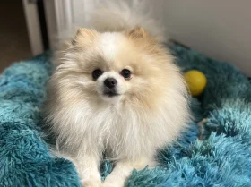 Pomeranian