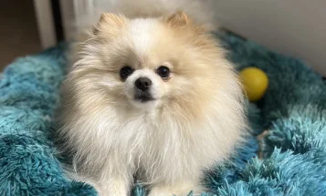 Pomeranian