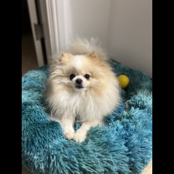 Pomeranian