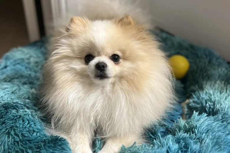 Pomeranian