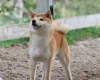 Japanese Shiba Inu