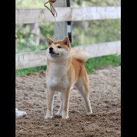 Japanese Shiba Inu