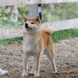 Japanese Shiba Inu