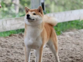 Japanese Shiba Inu
