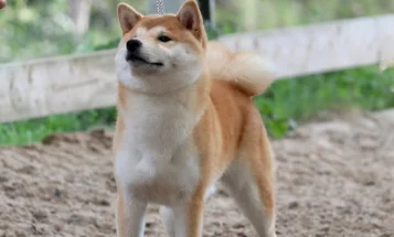Japanese Shiba Inu