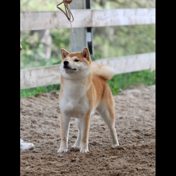 Japanese Shiba Inu
