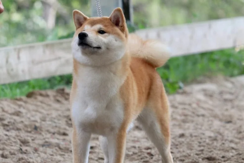 Japanese Shiba Inu