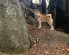 Japanese Shiba Inu