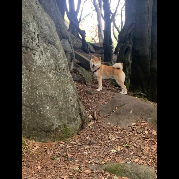 Japanese Shiba Inu