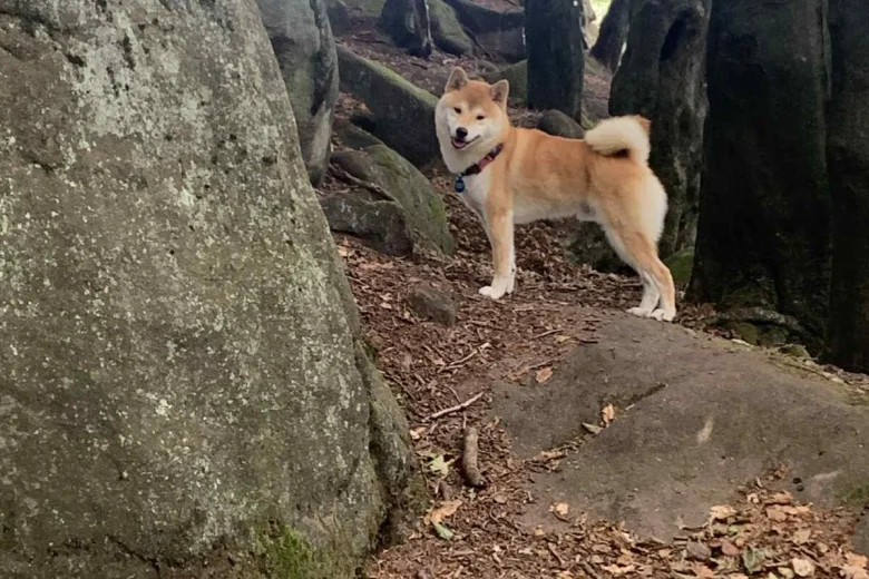 Japanese Shiba Inu