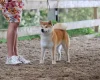 Japanese Shiba Inu