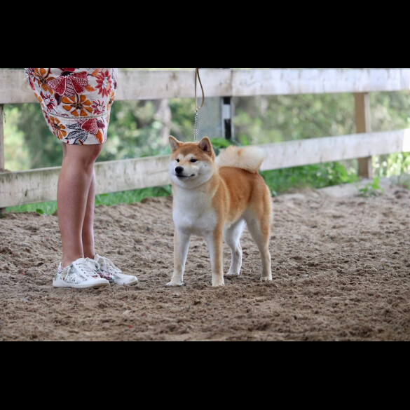 Japanese Shiba Inu