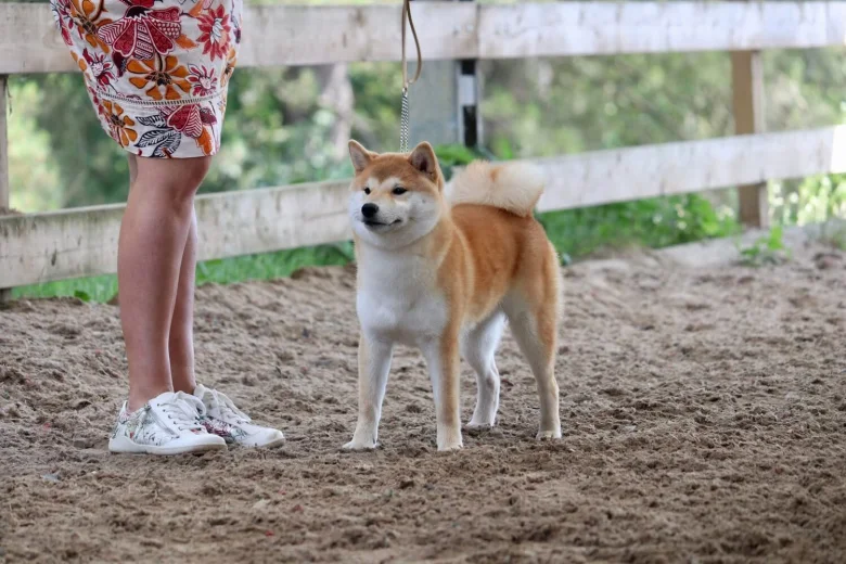 Japanese Shiba Inu